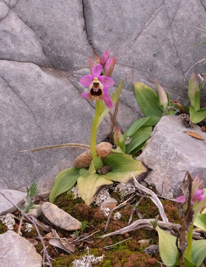 Anno nuovo, orchidee nuove: dalla Grecia con passione.